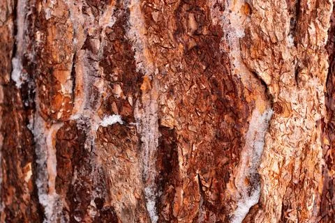 Pine bark close up Stock Photos