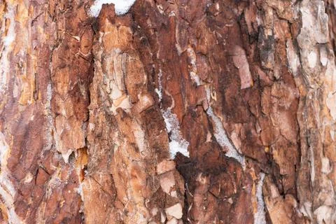 Pine bark close up Stock Photos