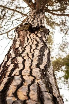 Pine bark close-up, shooting up to the crown of the tree Stock Photos