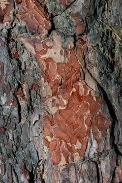 Pine bark close up texture background, reddish resinous wood. Stock Photos