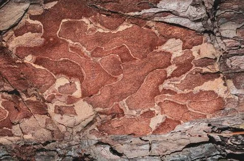 Pine bark close up texture background, reddish resinous wood. Stock Photos