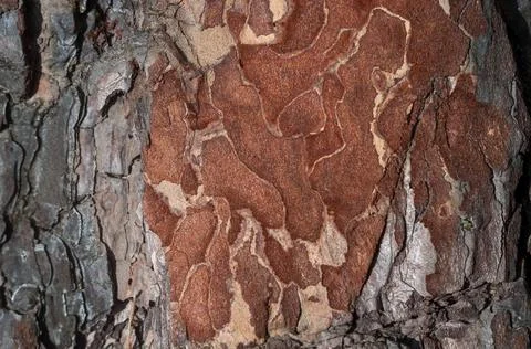 Pine bark close up texture background, reddish resinous wood. Stock Photos