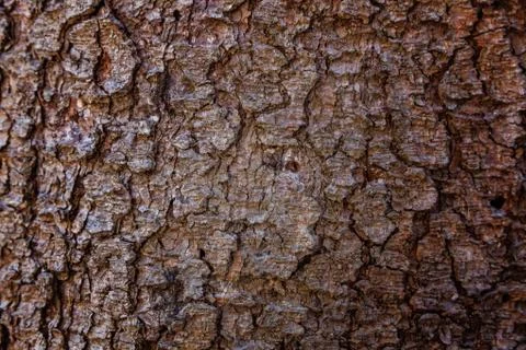 Pine bark close up texture Stock Photos