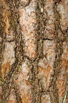 Pine bark closeup Stock Photos
