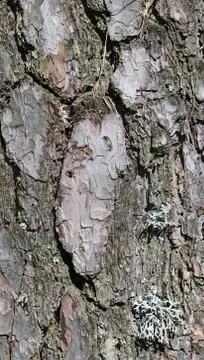 Pine bark closeup Stock Photos