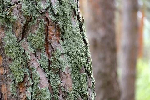 Pine bark covered with small lichen in the forest, background blurred pine Foto stock