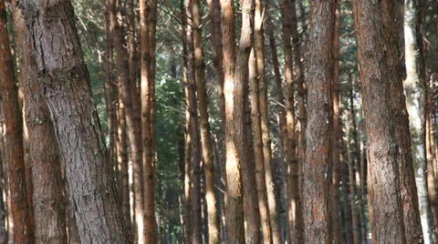 Pine Bark Stock Footage 34310903