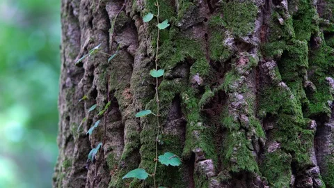 Pine Bark Vídeo Stock 123948233