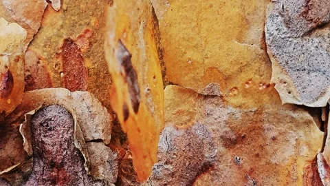 Pine Bark Stock Footage 300952708