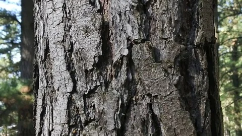 Pine bark in the forest. Stock Footage 72702570