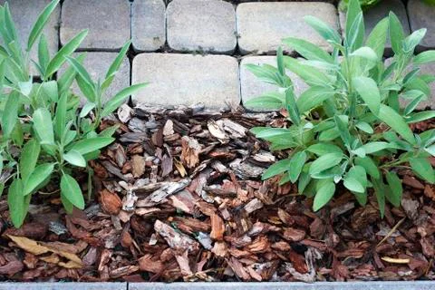 Pine bark mulch around two salvia bushes selective focus Foto stock