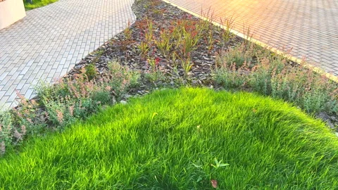 Pine bark for mulching soil on lawn in landscape design. Shrubs planting in city Stock Footage 317207514