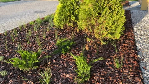 Pine bark for mulching soil on lawn in landscape design. Shrubs planting in city Stock Footage 317343488