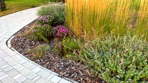 Pine bark for mulching soil on lawn in landscape design. Shrubs planting in city Stock Footage 317469326