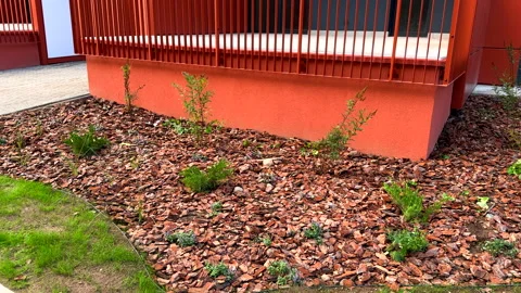 Pine bark for mulching soil on lawn in landscape design. Shrubs planting in city Stock Footage 317492532