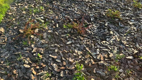 Pine bark for mulching soil on lawn in landscape design. Shrubs planting in city Stock Footage 318113939