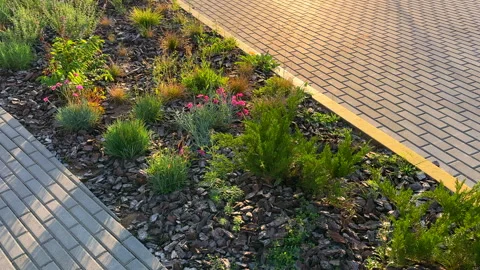 Pine bark for mulching soil on lawn in landscape design. Shrubs planting in city Stock Footage 318145174