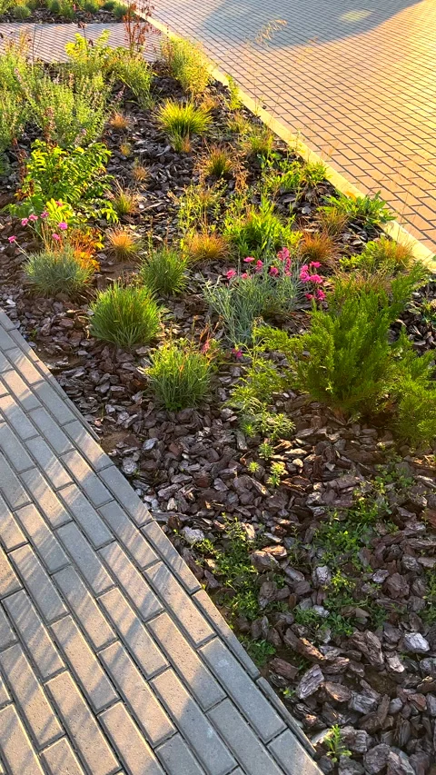 Pine bark for mulching soil on lawn in landscape design. Shrubs planting in city Stock Footage 318578768