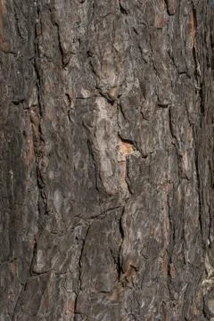 Pine bark natural texture close up shot Stock Photos
