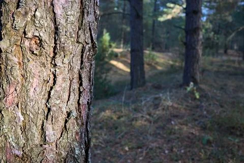 Pine bark of old pine tree sun lighted close up over out of focus pine forest Stock Photos