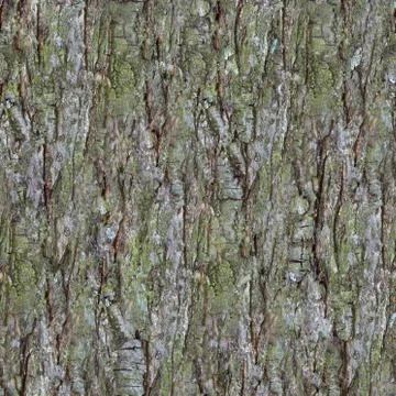 Pine Bark Pattern Stock Photos