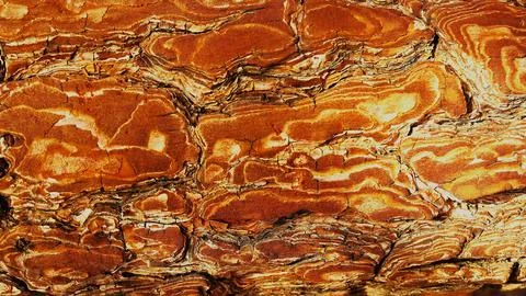 Pine bark pattern Fotos de archivo