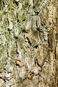 Pine bark Stock Photos