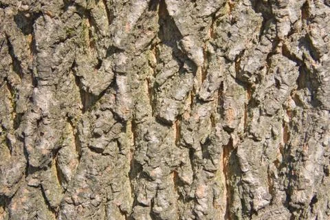 Pine bark Stock Photos