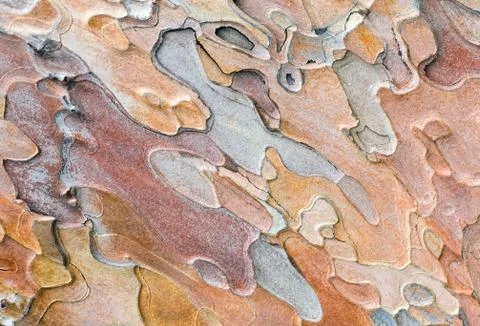 Pine bark Stock Photos