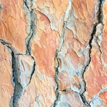 Pine bark Stock Photos