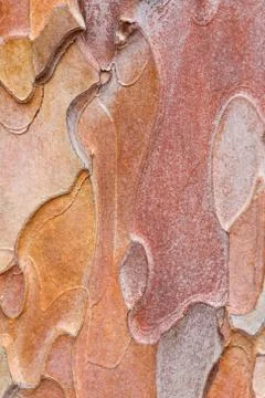 Pine bark Stock Photos