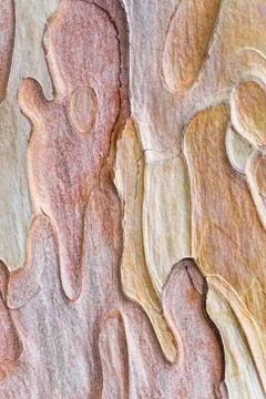 Pine bark Foto stock