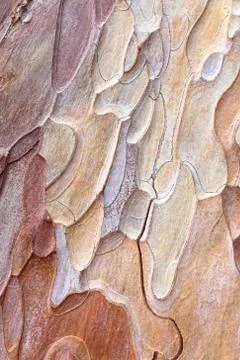 Pine bark Stock Photos