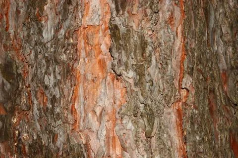 Pine bark Stock Photos