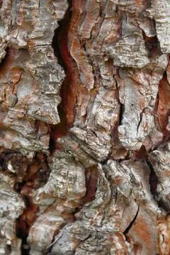 Pine bark Stock Photos