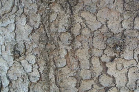 Pine Bark  Stock Photos