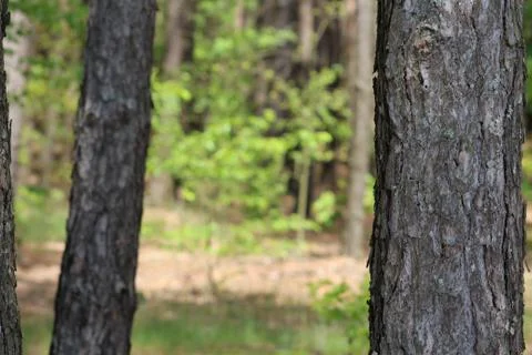 Pine bark Stock Photos