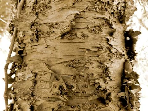 Pine bark Stock Photos