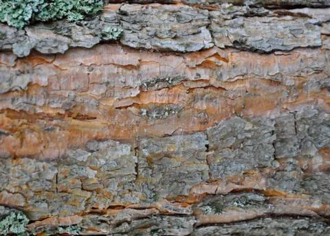 Pine bark Stock Photos