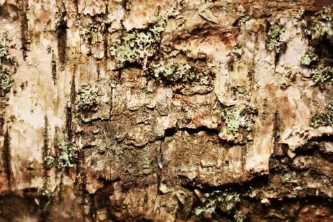 Pine bark Stock Photos