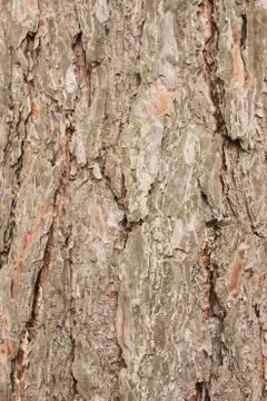 Pine bark Stock Photos