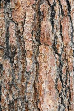 Pine Bark Stock Photos