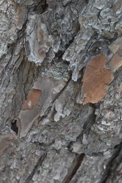 Pine bark Stock Photos