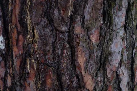Pine bark Stock Photos