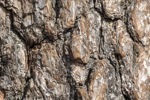 Pine bark. Stock Photos