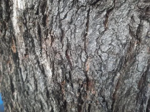 Pine Bark Stock Photos