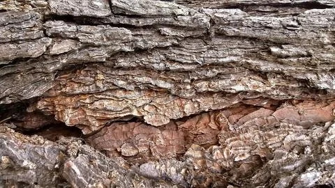 Pine bark Foto stock