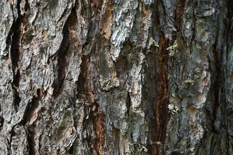 Pine bark. Pinus pinea bark of an old tree. Bark texture close-up Stock Photos