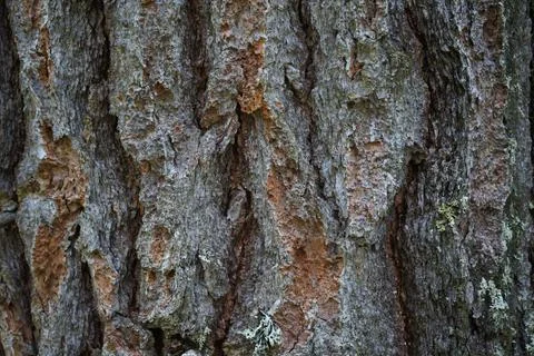 Pine bark. Pinus pinea bark of an old tree. Bark texture close-up Stock Photos