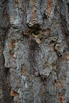 Pine bark. Pinus pinea bark of an old tree. Bark texture close-up Stock Photos